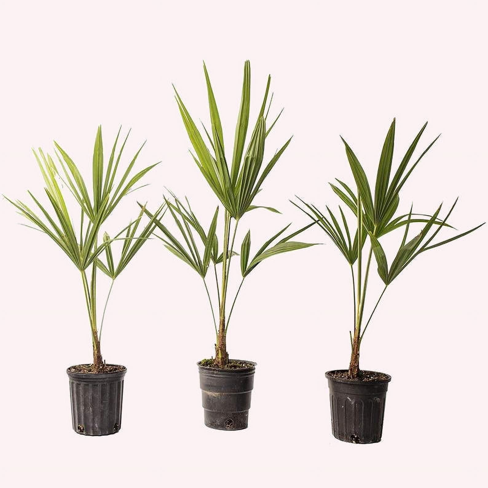 American Plant Exchange Windmill Palm Tree 3 Pack, 4Inch Pots, Cold