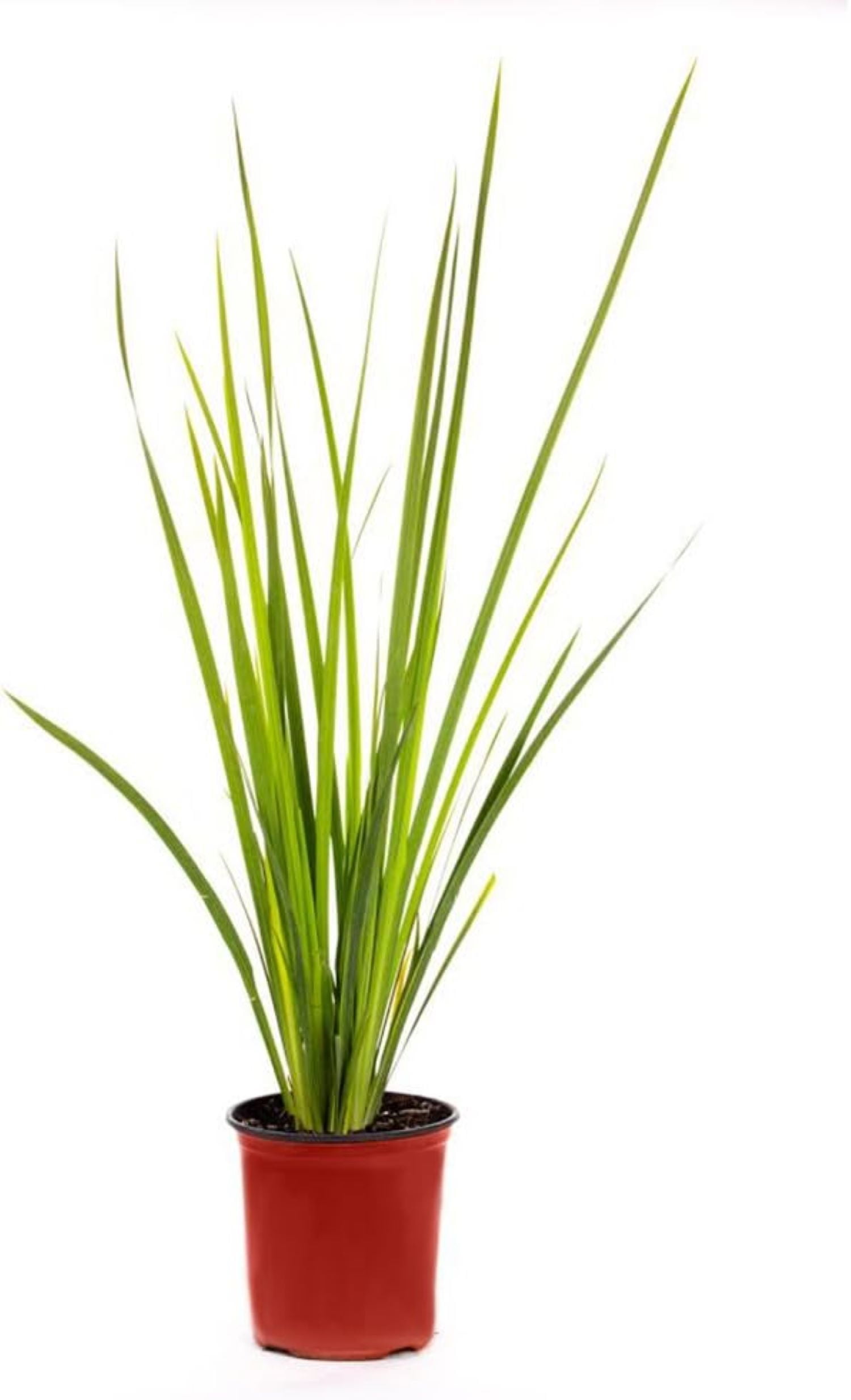 Yellow African Iris in Red Pot for Indoor Use