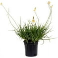 thumbnail image 1 of American Plant Exchange Yellow Bulbine, 6-Inch Pot, Flowering Landscape Plant, Light Shade, Drought Tolerant, Zones 9-11, Annual Below Zone 9, 1 of 6