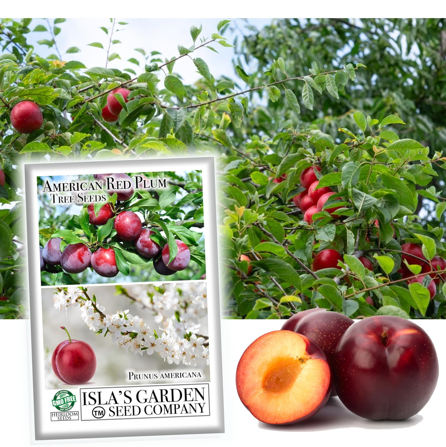 American Red PlumITSC Tree Seeds for Planting, 5 Fruit Seeds Per Packet ...