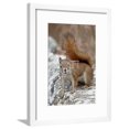thumbnail image 1 of American Red Squirrel Red Squirrel Spruce Squirrel Tamiasciurus Hudsonicus, Framed Art Print Wall Art by James Hager Sold by Art.Com, 1 of 6