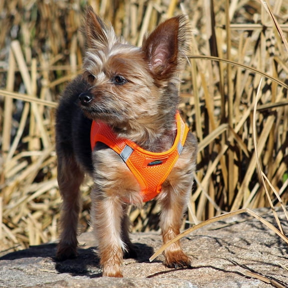 Doggie Design American River Ultra Choke Free Dog Harness Hunter Orange / XXS