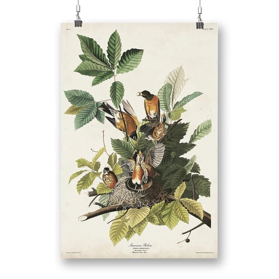 American Robin Iii Poster - John James Audubon Designs,