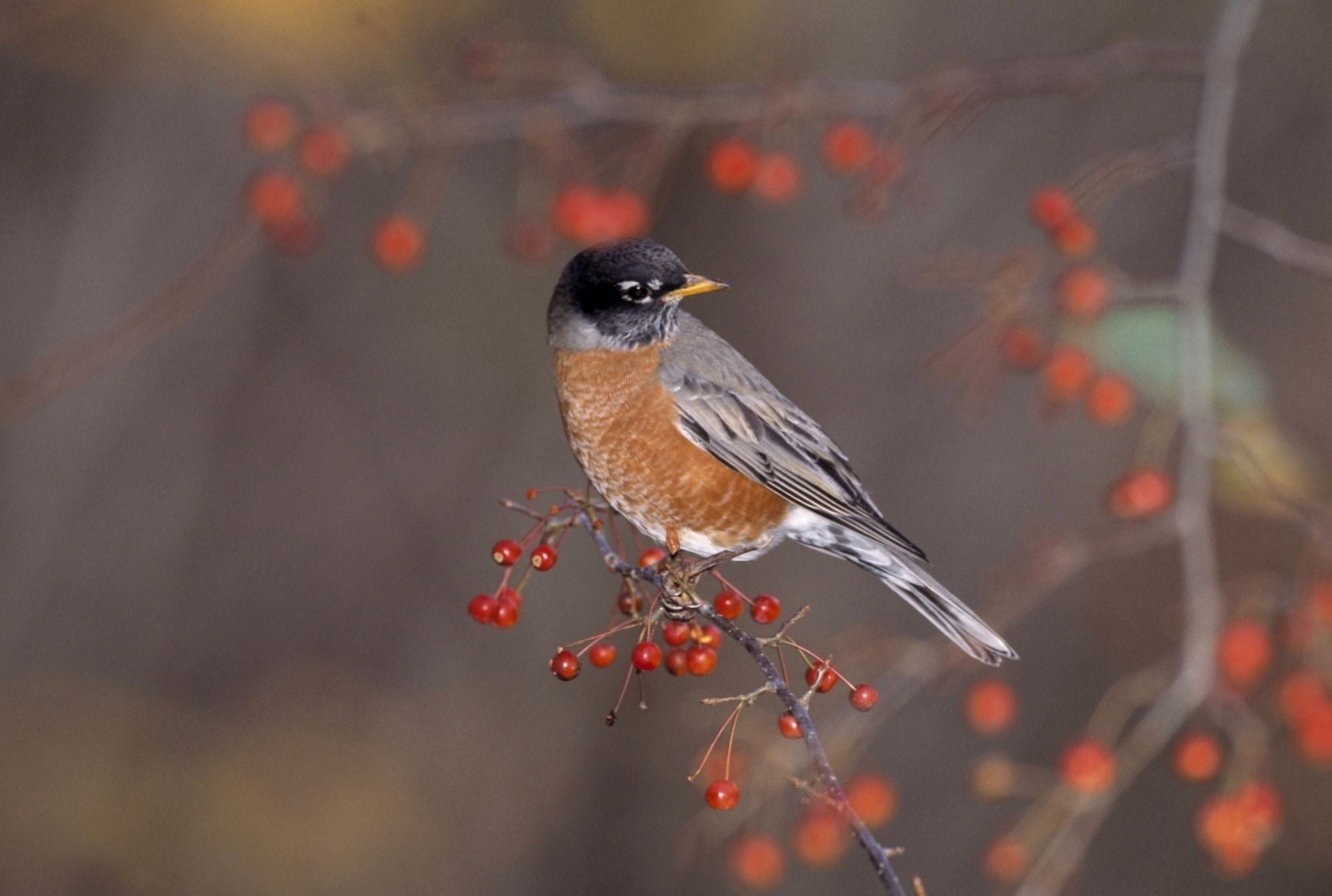 American Robin In Crab Apple Tree Canvas Art - Natural Selection Bill Byrne Design Pics (18 x 12)