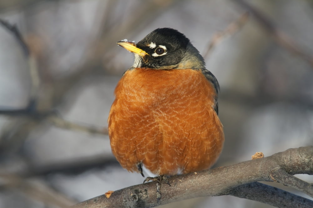 American Robin Perched In A Tree In Winter Turdus Migratorius Montreal Botanical Garden Quebec Canada Canvas Art - Philippe Henry Design Pics (17 x 11)