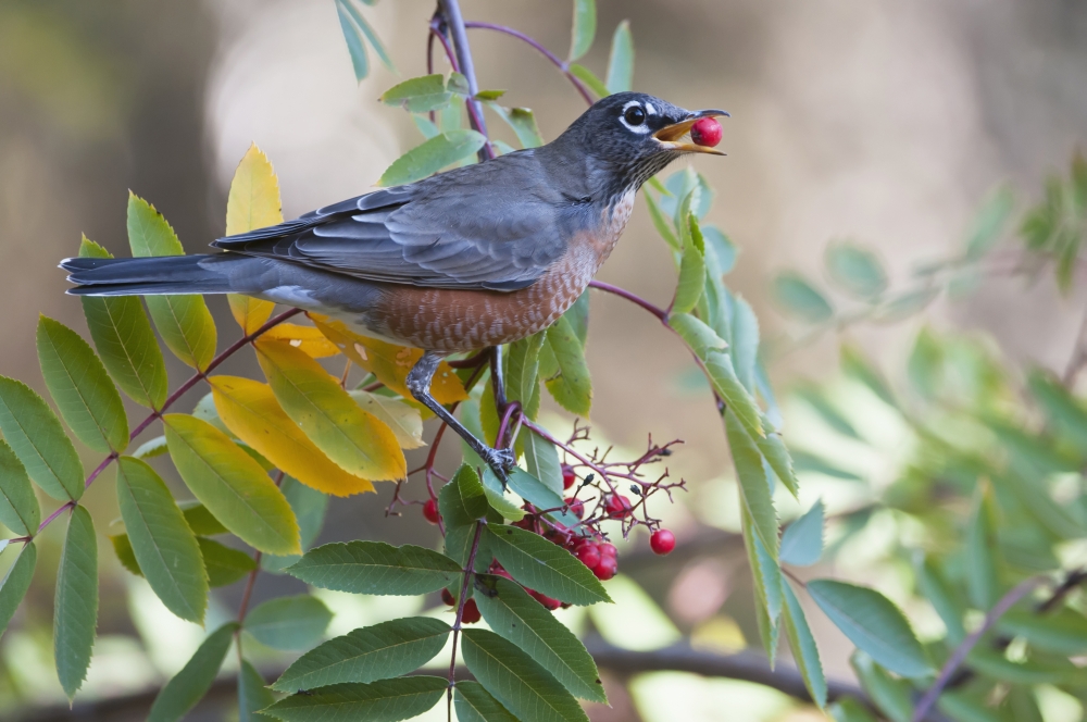 American Robin (Turdus Migratorius) With Mountain Ash Berry In Beak Perched On Branch Fairbanks Alaska Fall Canvas Art - Kenneth Whitten Design Pics (19 x 12)