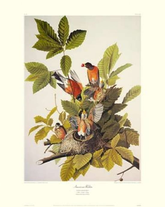 American Robin (decorative border) Canvas Art - John James Audubon (24 x 30)
