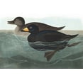 thumbnail image 1 of American Scoter Duck - CANVAS OR PRINT WALL ART, 1 of 1