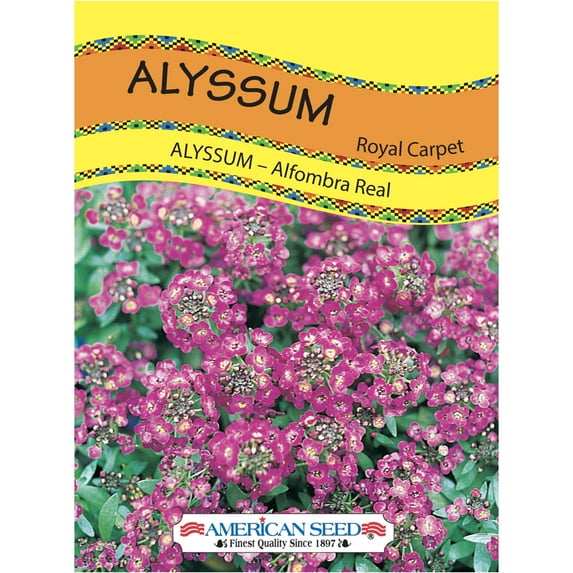 American Seed Alyssum Royal Carpet Annual Flower Seeds Partial Shade