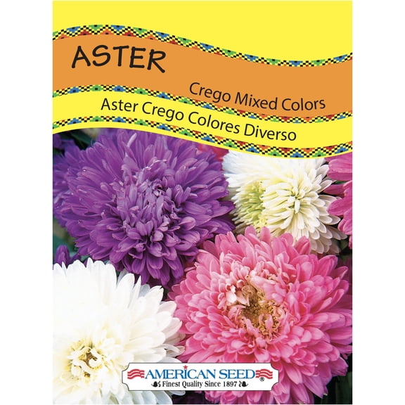 American Seed Aster Crego Mixed Colors Annual Flower Seeds Full Sun