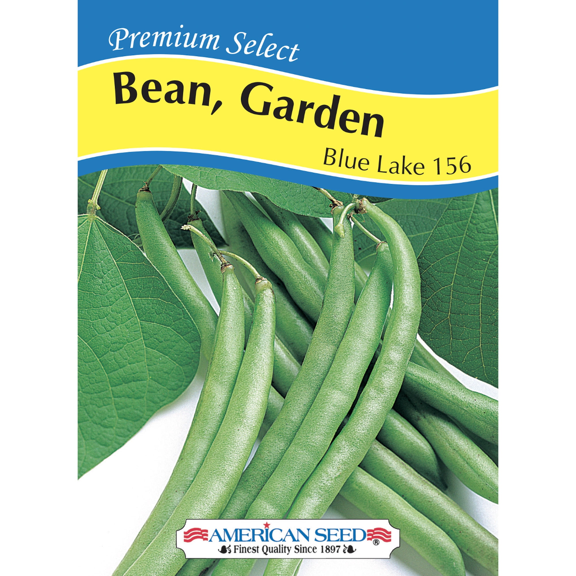 American Seed 4G Bean Blue Lake 156 Annual Vegetable, Full Sun