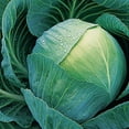 thumbnail image 1 of American Seed Cabbage Early Golden Acre Annual Vegetbale Seeds Full Sun, 1 of 5