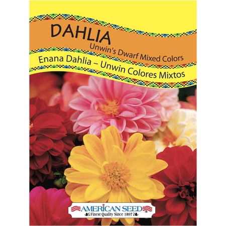 American Seed Dahlia Unwins Ideal Bedding Mix Annual Flower Seeds Full Sun