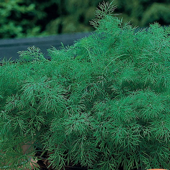 American Seed Dill Long Island Mammoth Annual Herb Seeds Full Sun