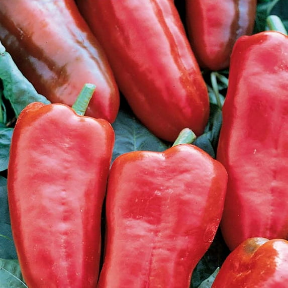 American Seed Pepper Cubanelle Annual Vegetable Seeds Full Sun