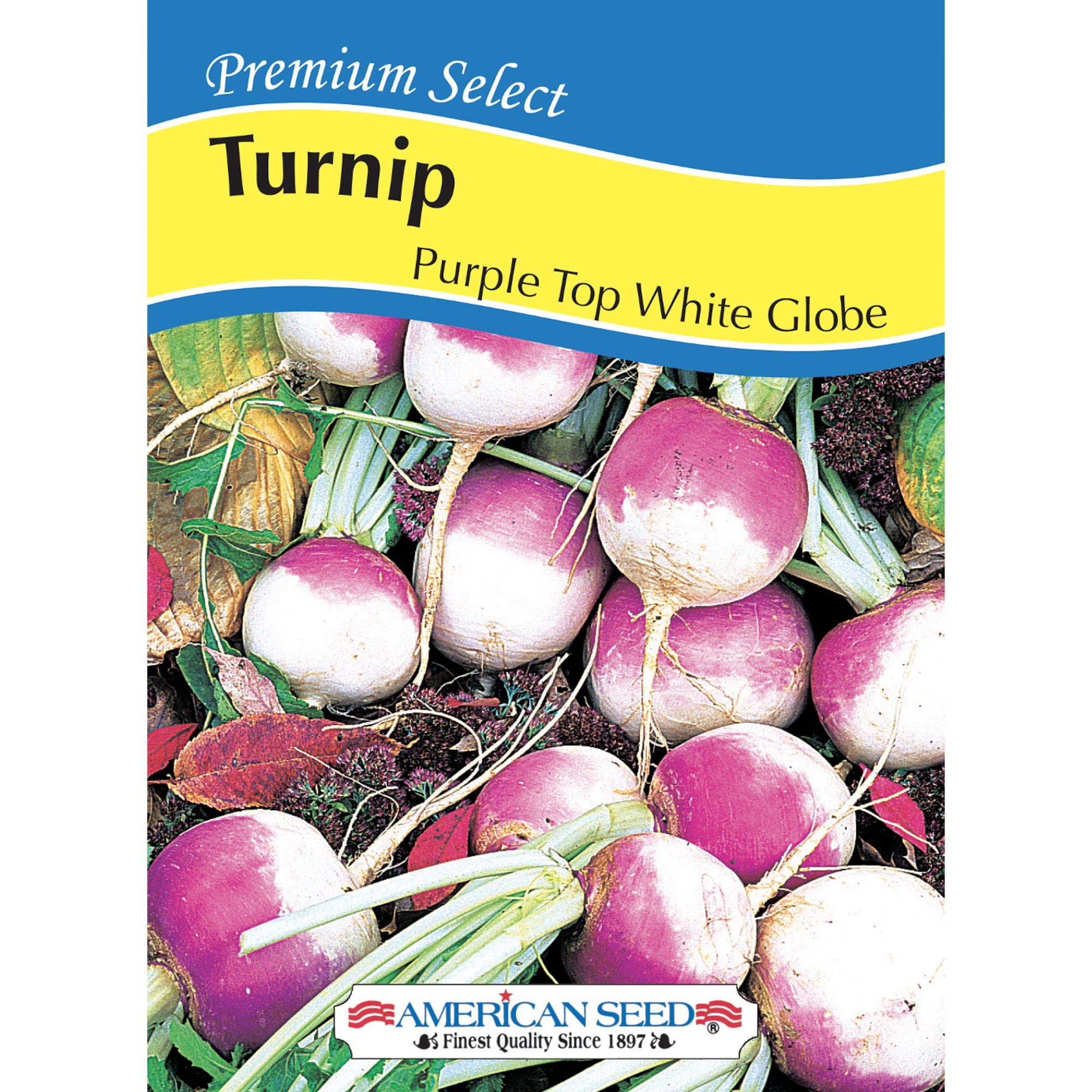 American Seed Turnip Purple Top White Seeds Annual Vegetables Full Sun
