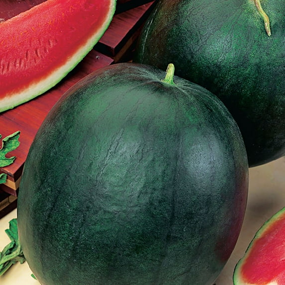 American Seed Watermelon Sugar Baby Annual Fruit Seeds Full Sun