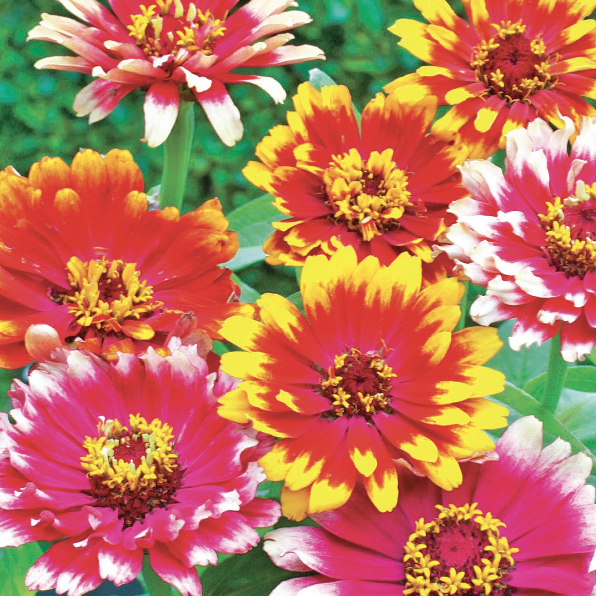 American Seed 1G Zinnia Carousel Mix Annual Flower Seeds Full Sun