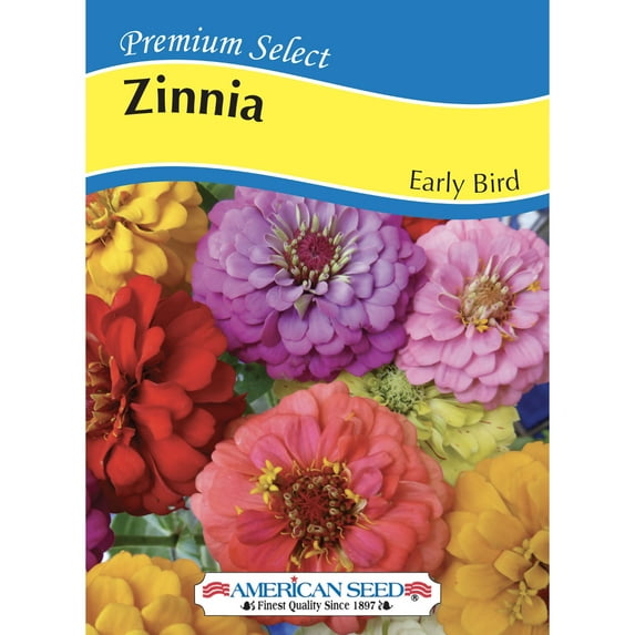 American Seed Zinnia Early Bird Annual Flower Seeds Full Sun