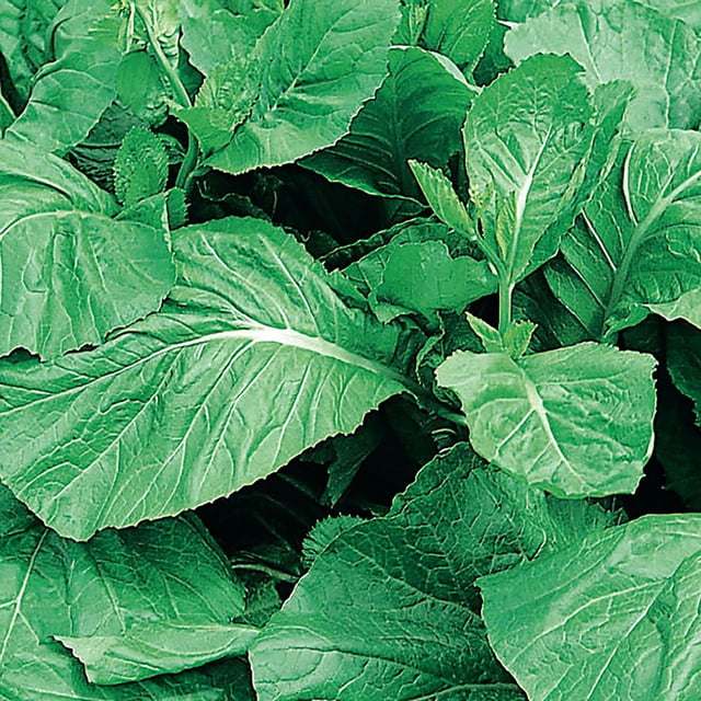 60 Pieces Green Broadleaf Mustard Seeds - Indoor/Outdoor Gardening Seeds For Home Planting