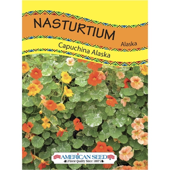 American Seed 700MG Nasturtium Alaska Annual Flower, Full Sun