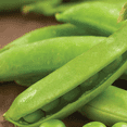 thumbnail image 1 of American Seed Pea Sugar Daddy Seeds, Annual Vegetables Full Sun, 1 of 7