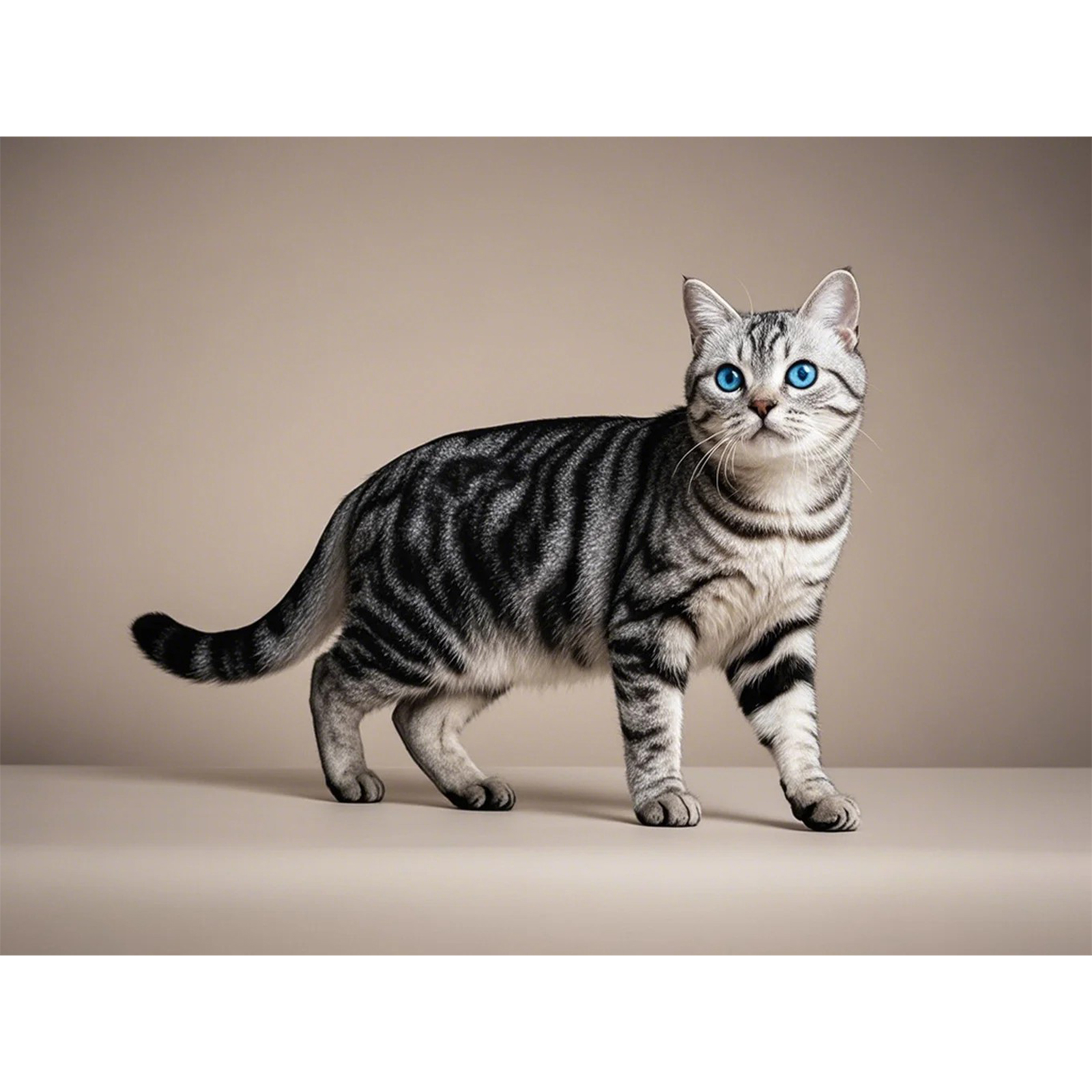 Blue British Shorthair Cat Kitten Diamond Art 5D Diamond Painting DIY Kits Full Round Drill Beads Number Stitch Handmade Arts Crafts Living Room Home