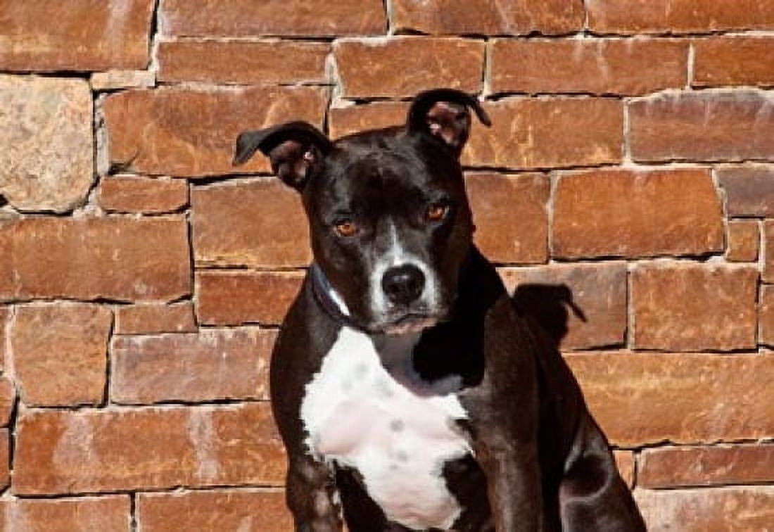 American Staffordshire Terrier dog Canvas Art - Zandria Muench Beraldo DanitaDelimont (24 x 17)