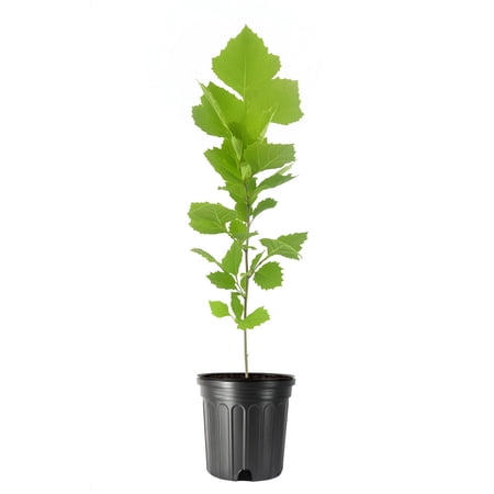 American Sycamore | 1 Large Gallon Size Tree | Platanus occidentalis | Fast-Growing Shade Plants | Privacy Enhancing Greenery for Expansive Landscapes
