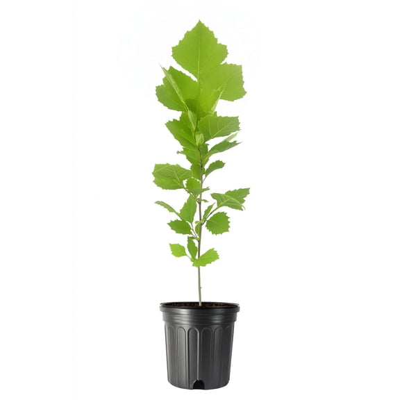 American Sycamore | 1 Large Gallon Size Tree | Platanus occidentalis | Fast-Growing Shade Plants | Privacy Enhancing Greenery for Expansive Landscapes