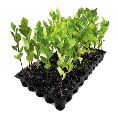 American Sycamore | Live Trees | Platanus occidentalis | Fast-Growing Shade Plants | Privacy Enhancing Greenery for Expansive Landscapes (3 Trees, 2 Inch)