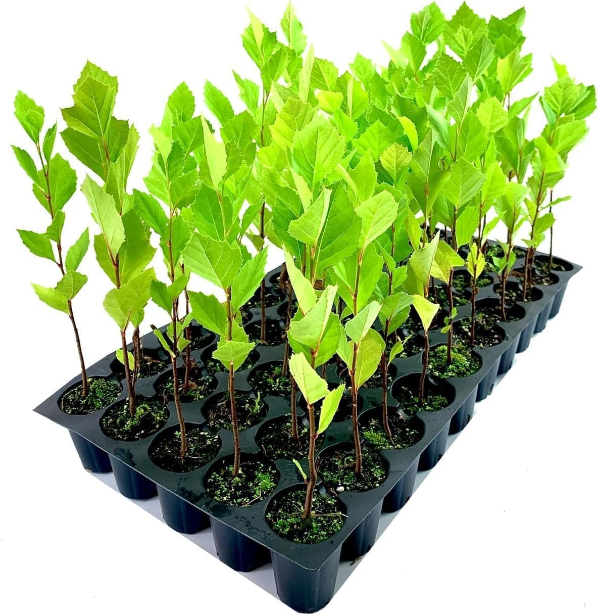 American Sycamore Tree 2" Live Plants Platanus Occidentalis Hardy, FastGrowing, Shade Provider