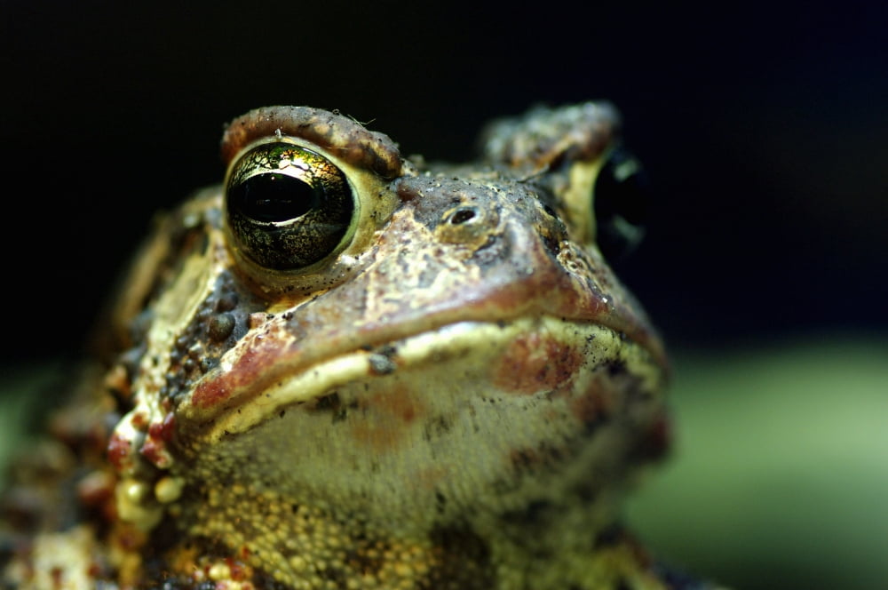 American Toad (Captive) Bufo Americanus Americanus Ecomuseum Steannedebellevue Quebec Canada Canvas Art - Steeve Marcoux Design Pics (17 x 11)
