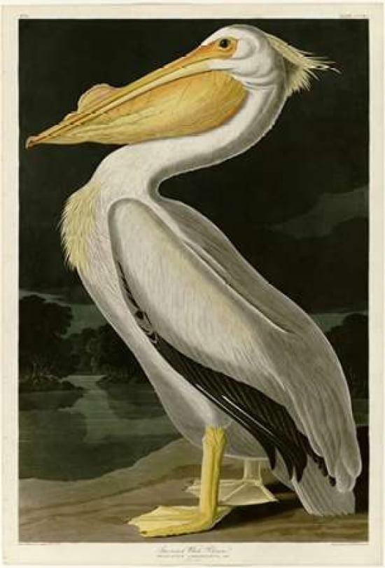 American White Pelican Canvas Art - John James Audubon (20 x 28)