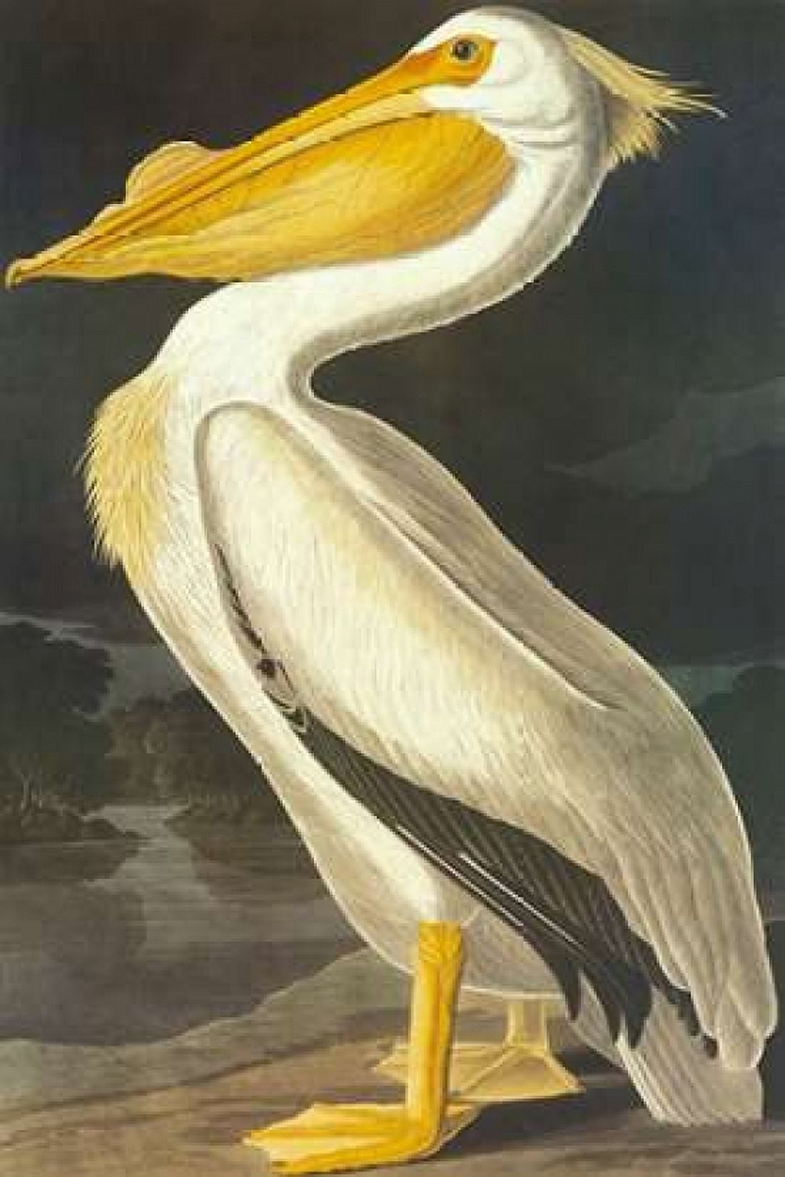 American White Pelican Canvas Art - John James Audubon (24 x 36)