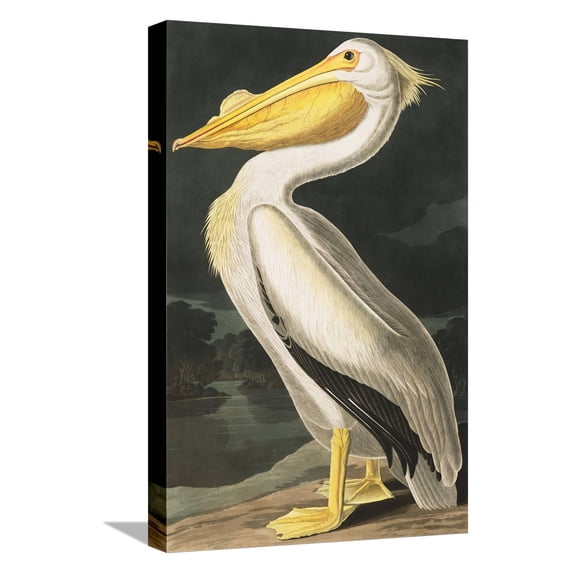 Art.com American White Pelican, Pelecanus Erythrorhynchos, from the Birds of America by John J. Audubon, Pu Stretched Canvas Print Wall Art by John James Audubon, 12" x 18"