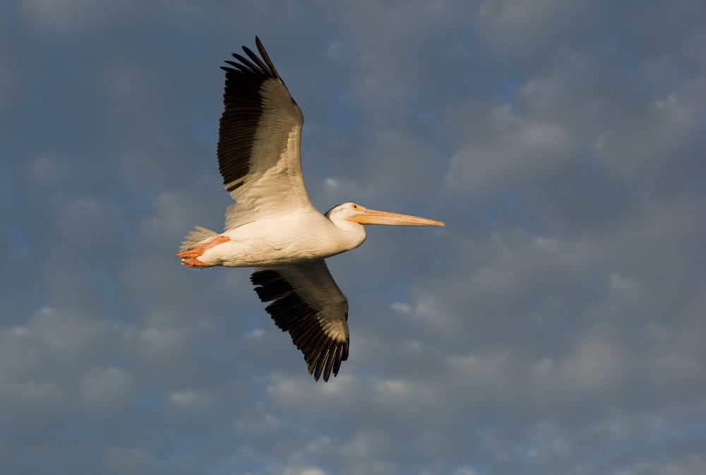 American White Pelican (Pelecanus Erythrorhynchos) In Flight Canvas Art - Keith Levit Design Pics (18 x 12)