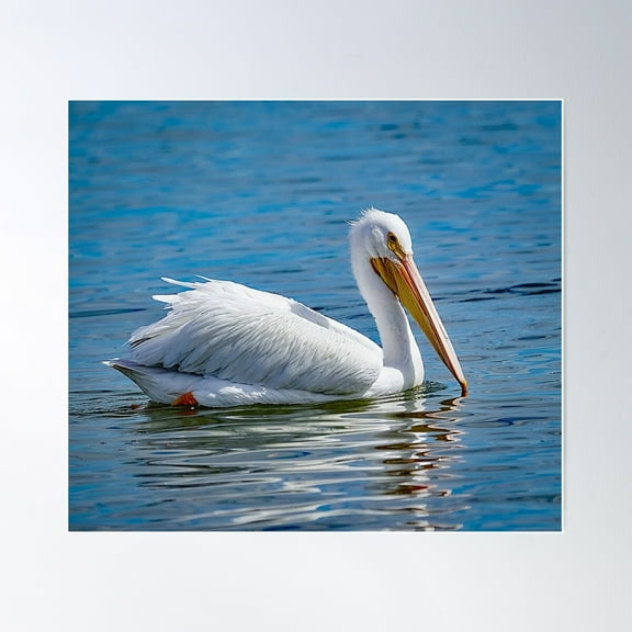 American White Pelican Photographic Art Work Poster Wall Art, Modern Wall Decor For Living Room Bedroom, 30x30 UNFRAMED