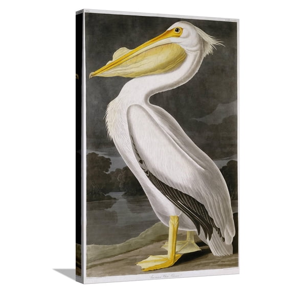 Art.com American White Pelican Stretched Canvas Print Wall Art by John James Audubon, 16" x 24"