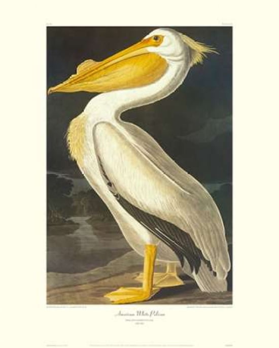 American White Pelican (decorative border) Canvas Art - John James Audubon (24 x 30)