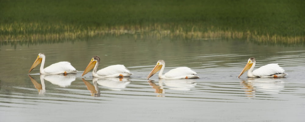 American White Pelicans Swim In A Line On The Yellowstone River Wyoming Usa Canvas Art - David Ponton Design Pics (24 x 9)