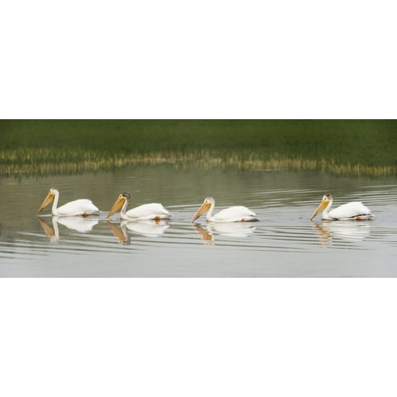 American White Pelicans Swim In A Line On The Yellowstone River; Wyoming, Usa Poster Print (24 x 9)