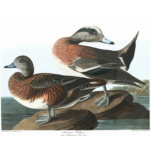 American Widgeon - Audubon - CANVAS OR PRINT WALL ART