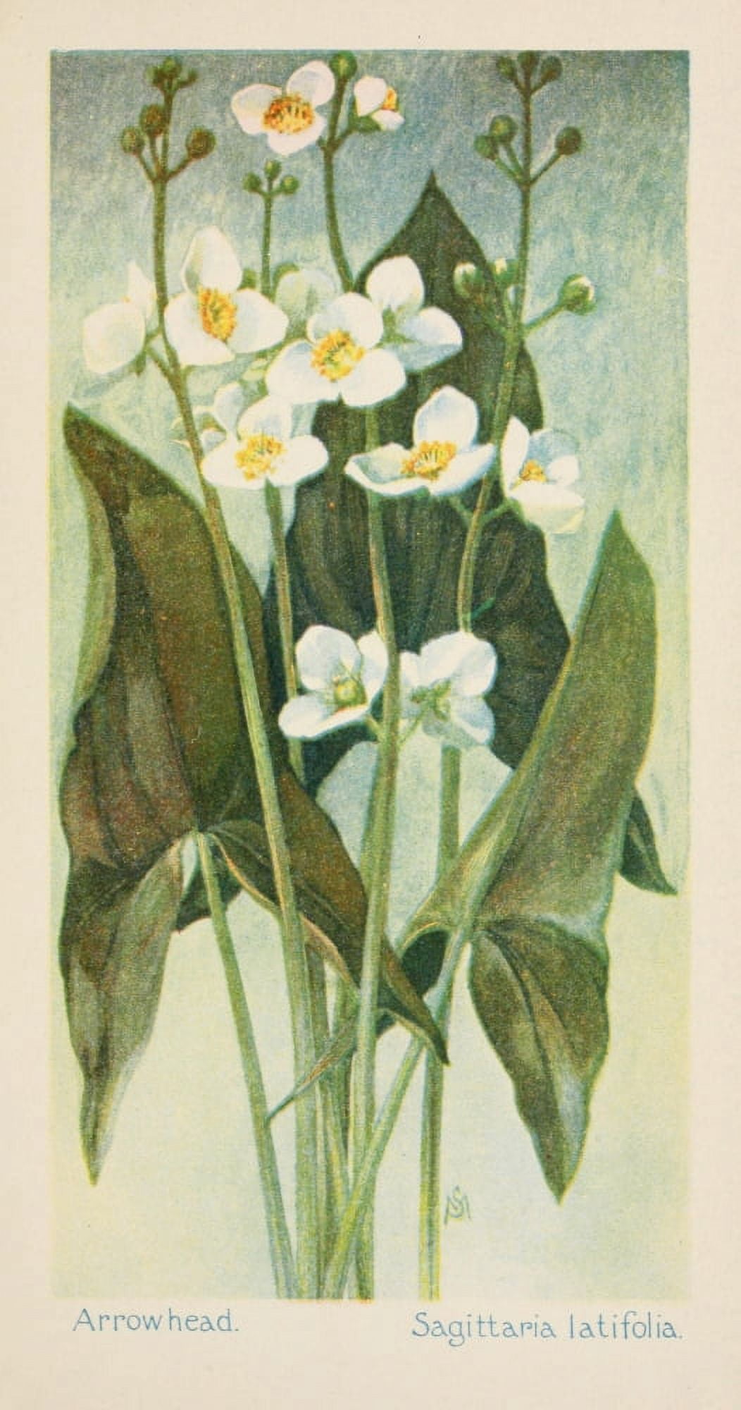 American Wild Flowers 1902 Arrowhead Canvas Art - F S-Mathews (18 x 24)