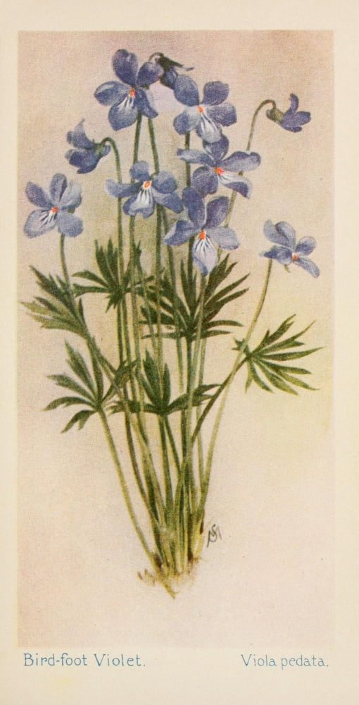 American Wild Flowers 1902 Birdfoot Violet Canvas Art - F S-Mathews (24 x 36)