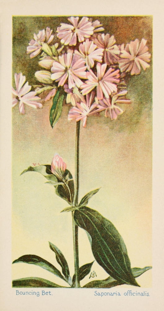 American Wild Flowers 1902 Bouncing Bet Canvas Art - F S-Mathews (18 x 24)