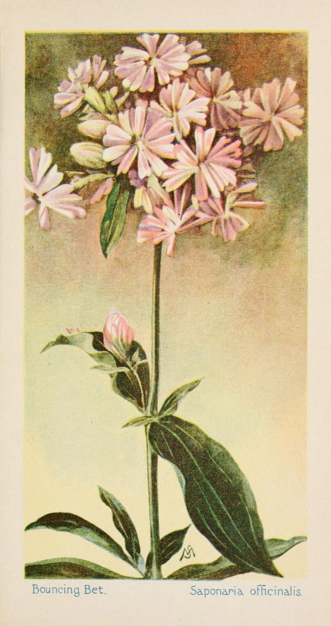 American Wild Flowers 1902 Bouncing Bet Canvas Art - F S-Mathews (24 x 36)