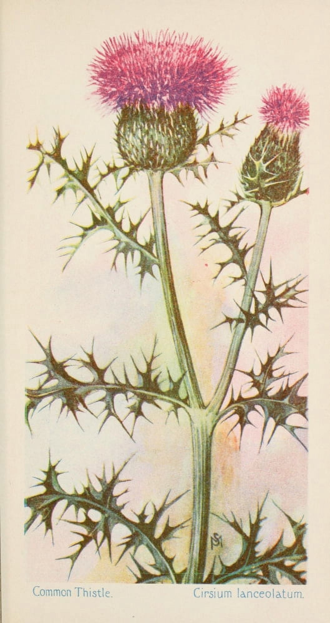 American Wild Flowers 1902 Common Thistle Canvas Art - F S-Mathews (18 x 24)