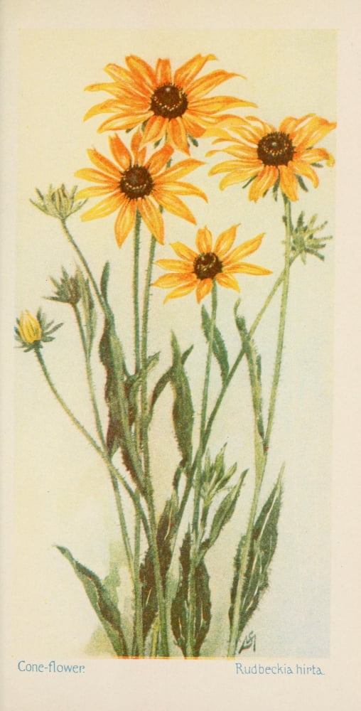 American Wild Flowers 1902 Cone-flower Canvas Art - F S-Mathews (18 x 24)