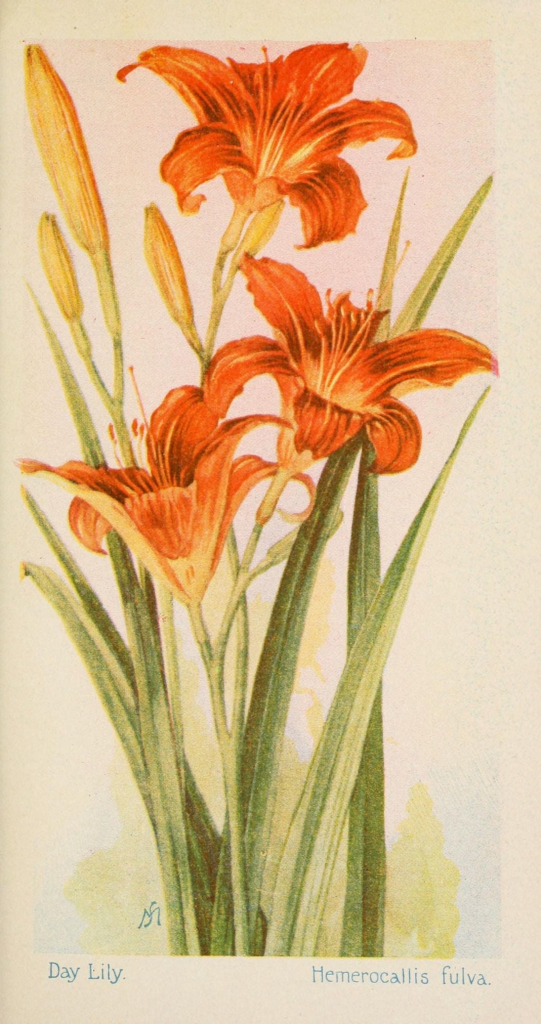 American Wild Flowers 1902 Day Lily Canvas Art - F S-Mathews (18 x 24)